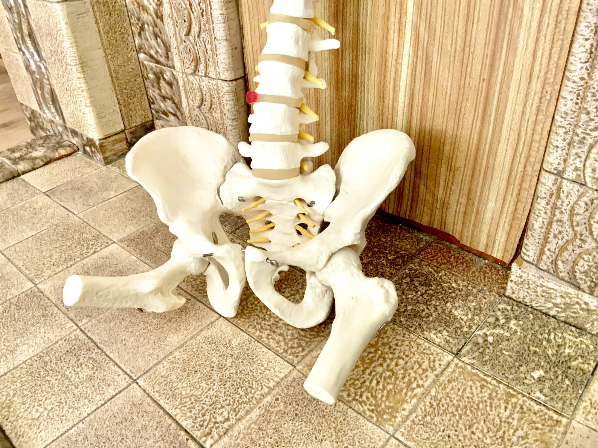 osteopathy spine model